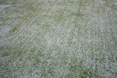 Full frame shot of plants on field