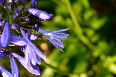 Close-up of wet purple flowering plant