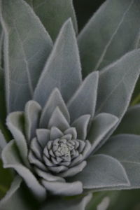 Close-up of flowering plant