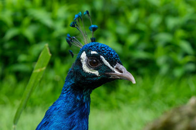 Close-up of a peacock