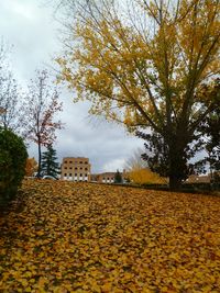 Trees in autumn