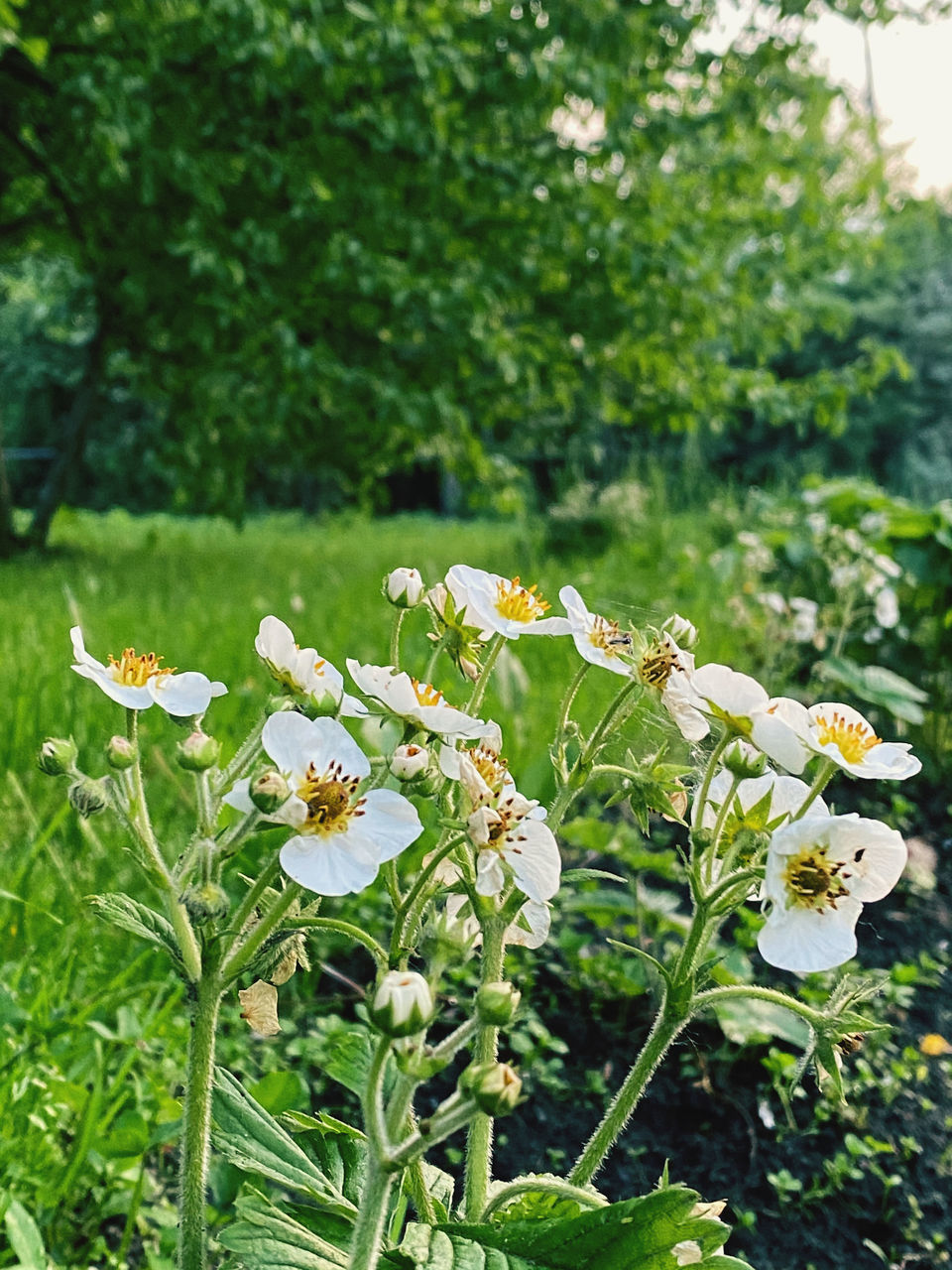 CLOSE-UP OF WHITE FLOWERS ON PLANT