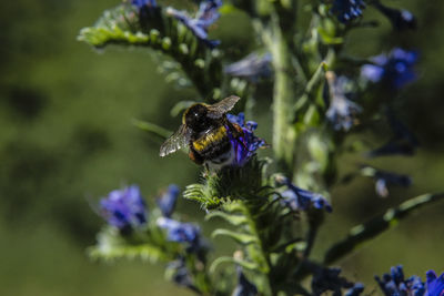 Close-up of bee pollinating on purple flower