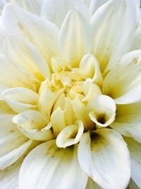 Macro shot of yellow flower