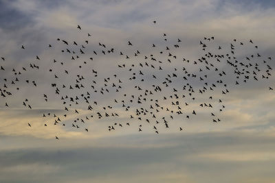 Flock of birds flying in sky