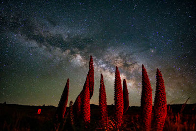 Low angle view of star field against sky at night