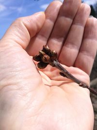 Close-up of hand holding leaf