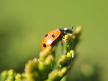 Close-up of ladybug on plant