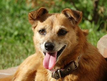 Close-up portrait of dog