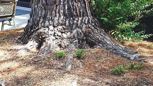 Close-up of tree trunk in forest