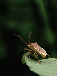 Close-up of insect