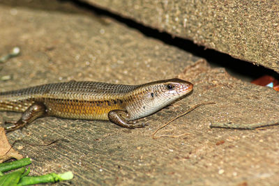 High angle view of a lizard