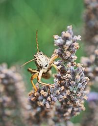 Close-up of insect on plant