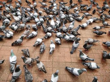 High angle view of pigeons feeding