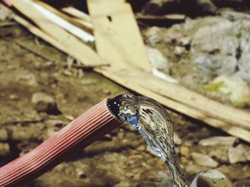 Close-up of butterfly on wood