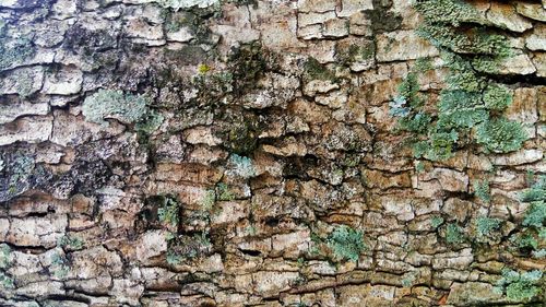 Full frame shot of old tree trunk against wall