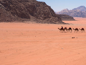 Horses in a desert