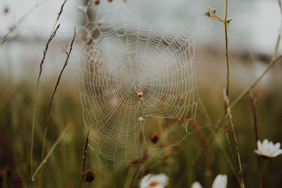 Close-up of spider on web