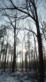 Low angle view of trees against sky during sunset