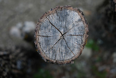 Close-up of tree stump