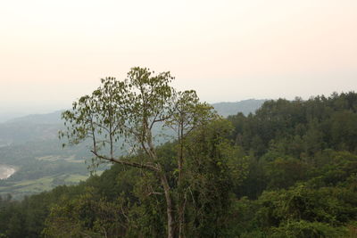 Scenic view of forest against sky