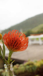 Close-up of red flower blooming against sky