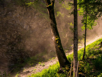 Trees growing in forest