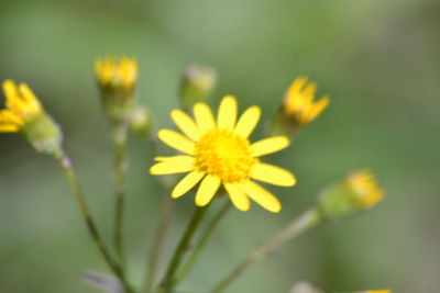 Close-up of yellow flowering plant