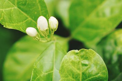 Close-up of white flowering plant