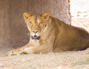 Portrait of lion