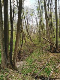 Trees in forest