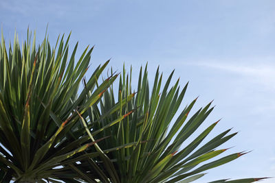 Close-up of fresh plant against sky