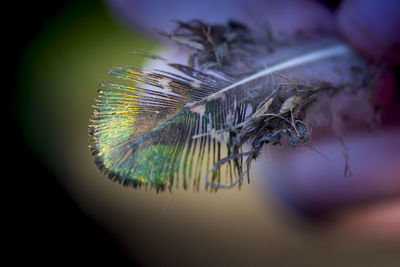 Close-up of plant against blurred background