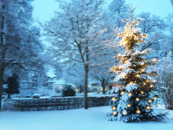 Snow covered trees