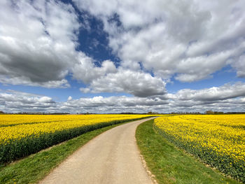 Scenic view of yellow field against sky