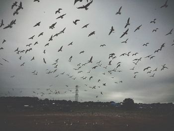 Bird flying over the sea