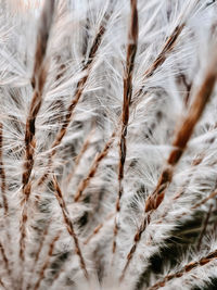 Full frame shot of plant 