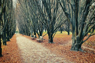 View of bamboo trees against sky