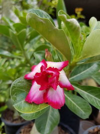 Close-up of pink flowers