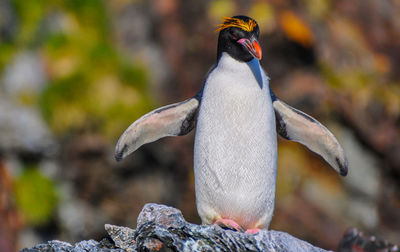 Close-up of penguin on rock