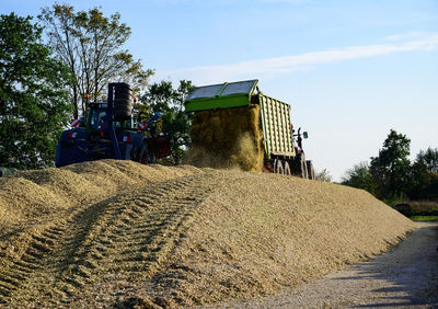 Corn crop, agricultural activity for harvest season