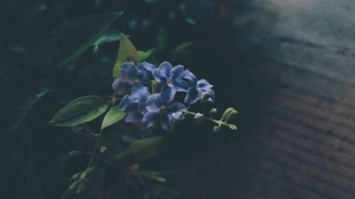 Close-up of purple flowers blooming outdoors