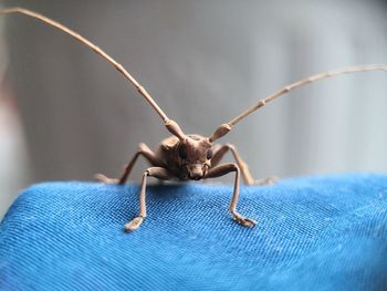 Close-up of spider