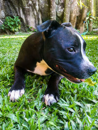 Close-up of dog on grass