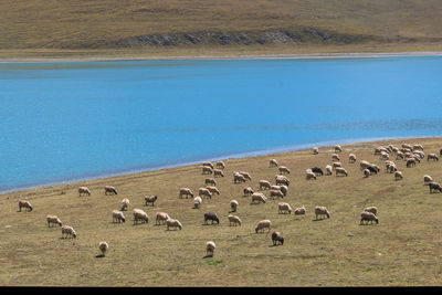 Flock of sheep grazing in a field