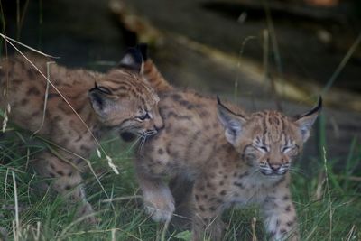 Portrait of cats on grass