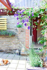 Potted plants outside house