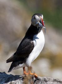 Close-up of bird perching on rock