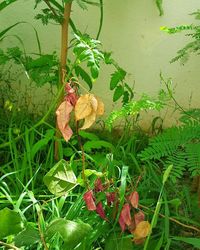 Plants growing on a tree