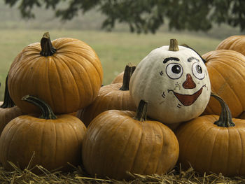 Pumpkin in germany